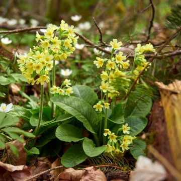 Primula elatior double Rubens - Primula maggiore