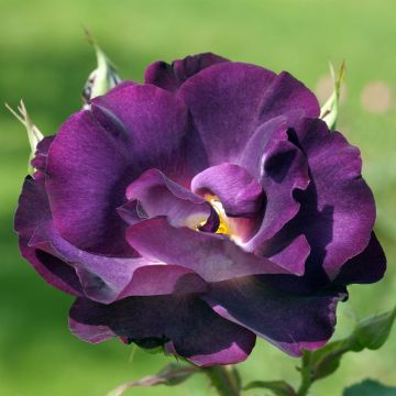 Rosa rampicante Princesse Sibilla de Luxembourg