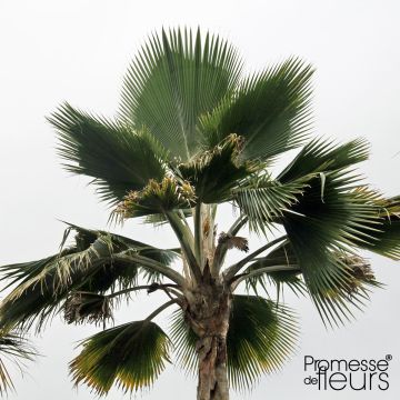 Pritchardia pacifia
