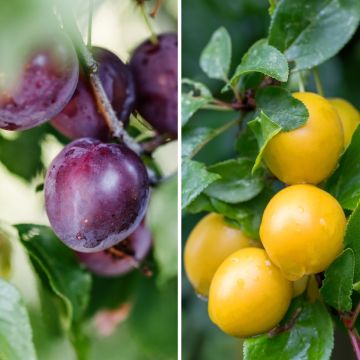 Duo di Susino Black Amber e Golden Japan