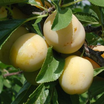Prugna Miraclaude