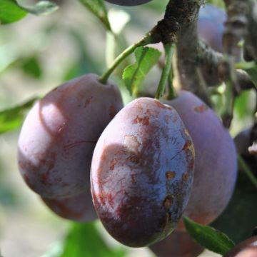 Prugna Prune d'Ente