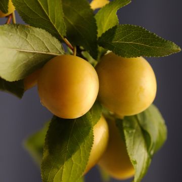 Prugna Reinegold
