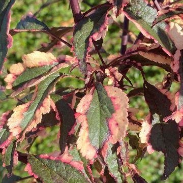 Prunus cerasifera Hessei - Ciliegio da fiore Prunus cerasifera Hessei - Ciliegio da fiore