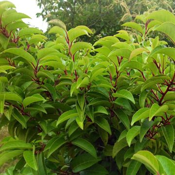 Prunus lusitanica subsp. azorica Tico - Lauro del Portogallo