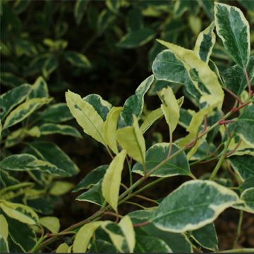 Prunus lusitanica Variegata - Lauro del Portogallo