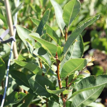 Prunus tenella Fire Hill - Mandorlo nano