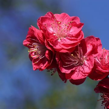 Prunus persica Melred Weeping - Pesco da fiore