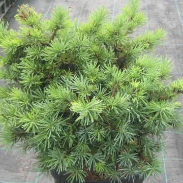 Pseudotsuga menziesii Bhiela Lhota - Abete di Douglas