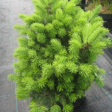 Pseudotsuga menziesii Nyrany - Abete di Douglas
