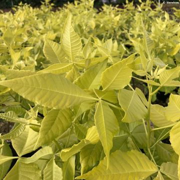 Ptelea trifoliata Aurea - Olmo di Samaria dorato