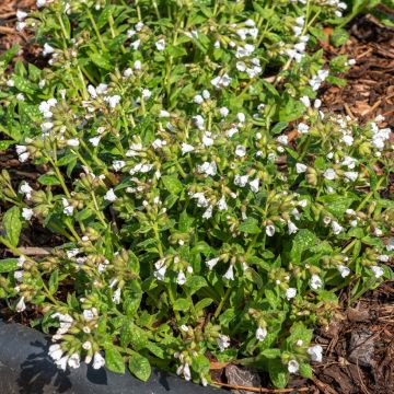 Pulmonaria Sissinghurst White