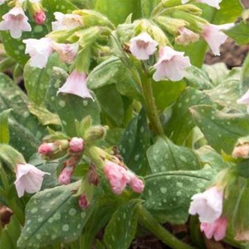Pulmonaria saccharata Pierre's Pure Pink - Polmonaria chiazzata