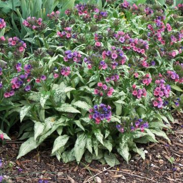 Pulmonaria saccharata Silverado - Polmonaria chiazzata