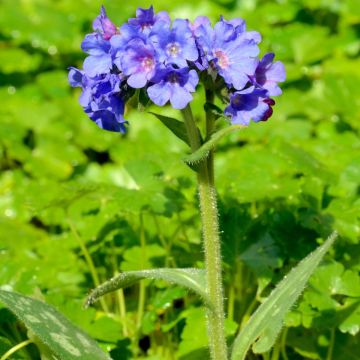 Pulmonaria longifolia E.B Anderson