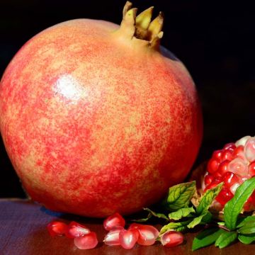 Melograno Malisi - Punica granatum