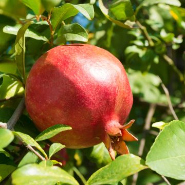 Melograno Mekness - Punica granatum 