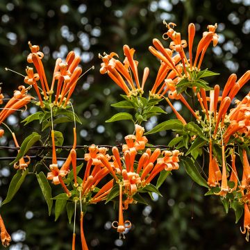 Pyrostegia venusta - Bignonia venusta