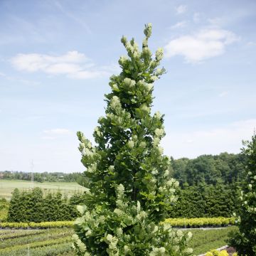 Quercus Monument