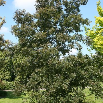 Quercus petraea Purpurea - Quercia rovere Quercus petraea Purpurea - Quercia rovere