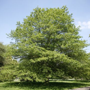 Quercus phellos - Quercia a foglie di Salice