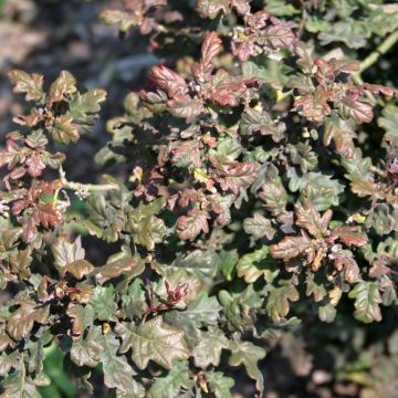 Quercus robur Atropurpurea - Farnia,