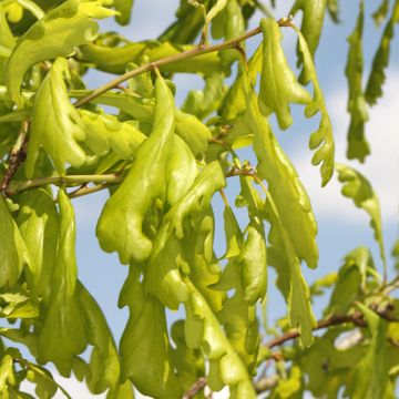 Quercus robur Cucullata - Farnia