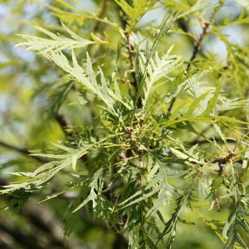 Quercus robur Pectinata - Farnia