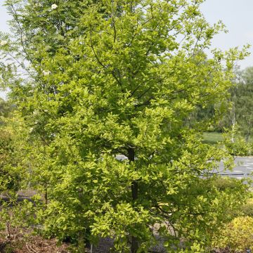 Quercus robur Rita's Gold - Farnia