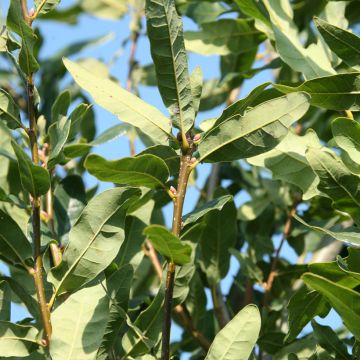 Quercus robur Salfast - Farnia