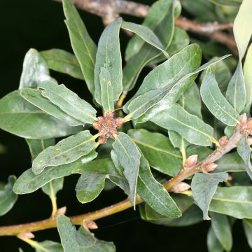 Quercus robur Salicifolia - Farnia