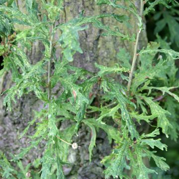 Quercus robur Strypemonde - Farnia