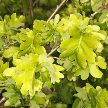 Quercus robur Cristata - Farnia