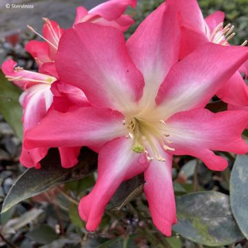 Rhododendron vireya Calavar Rhododendron vireya Calavar