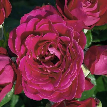 Rosa ad alberello Dominica Intercomdoor
