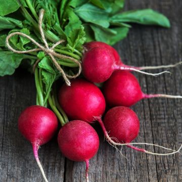 Ravanello Rotondo rosso Raxe Bio