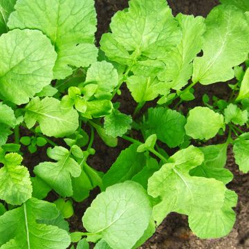 Rafano da foraggio BIO (semi) - Raphanus sativus var. oleiformis