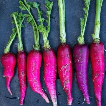 Ravanello Violet de Gournay