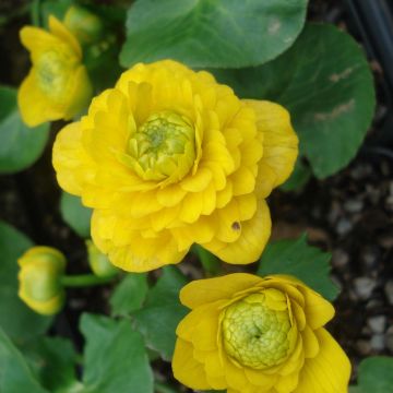 Ranuncolo favagello Flore Pleno