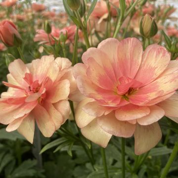 Ranuncolo asiatico Butterfly Eris – Ranunculus asiaticus