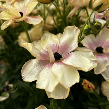 Ranuncolo asiatico Butterfly Hestia – Ranunculus asiaticus