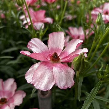 Ranuncolo asiatico Butterfly Lycia – Ranunculus asiaticus