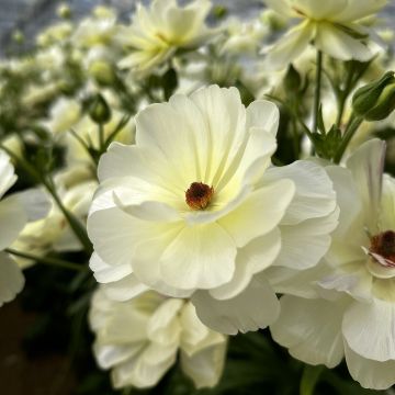 Ranuncolo asiatico Butterfly Ninos – Ranunculus asiaticus