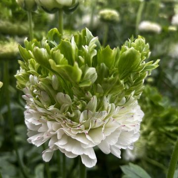 Ranuncolo asiatico Crown Giverny – Ranunculus asiaticus