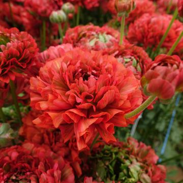 Ranuncolo asiatico Crown Bastille – Ranunculus asiaticus