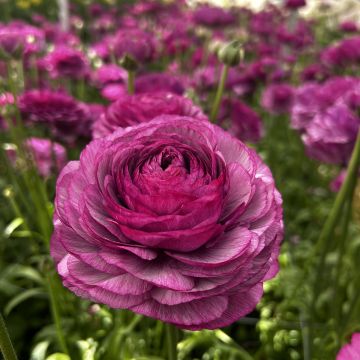 Ranuncolo asiatico Romance Loubeyres – Ranunculus asiaticus