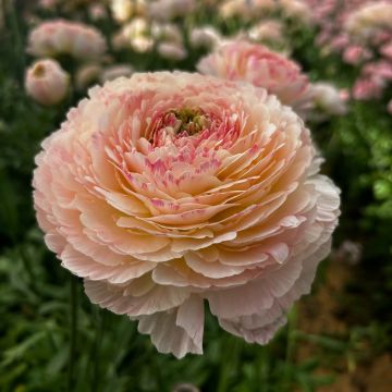 Ranuncolo asiatico Romance Maritime – Ranunculus asiaticus