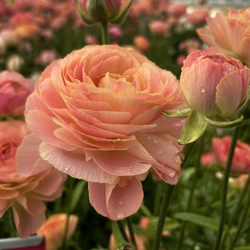 Ranuncolo asiatico Romance Nohant – Ranunculus asiaticus