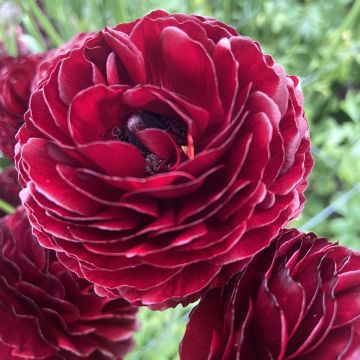Ranuncolo asiatico Romance Perigord – Ranunculus asiaticus