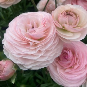 Ranuncolo asiatico Romance Seine – Ranunculus asiaticus
